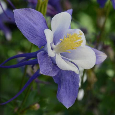 Aquilegia Early Bird Blue and White, white petals surrounded by blue-violet petals