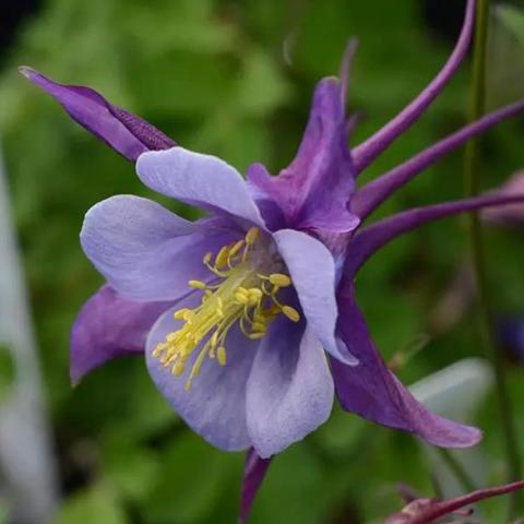 Aquilegia Early Bird Purple Blue, lavender center surrounded by purple petals and spurs