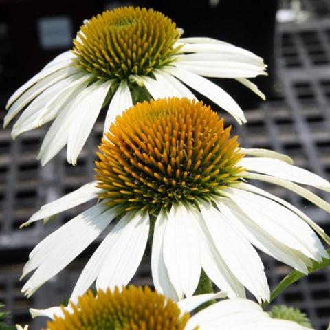 Echinacea Cygnet White, flowers with white reflexed petals and orange cone