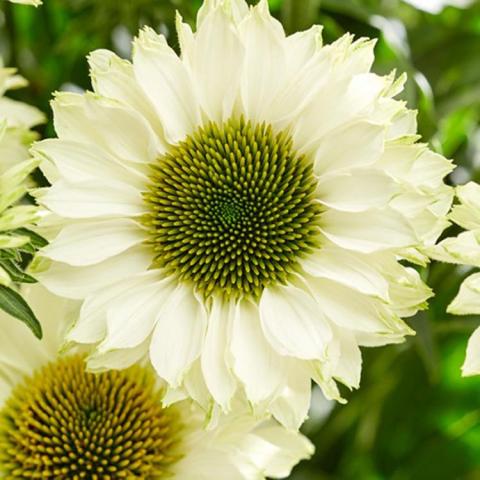 Echinacea Sunseeker White Perfection, greenish cone with double rows of white petals