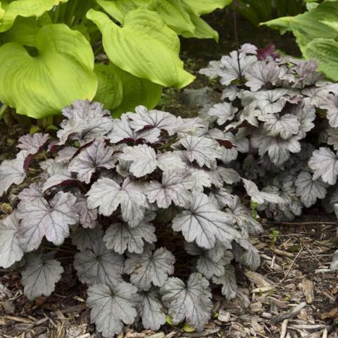 Heuchera Smoke and Mirrors, silvered purple maple-shaped leaves on low plants
