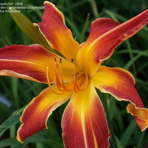 Hemerocallis Firestorm, red-orange flower with a gold throat