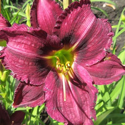 Hemerocallis Land's End, burgundy flower with green throat