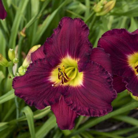Hemerocallis Nosferatu, very dark burgundy flower with yellow throat