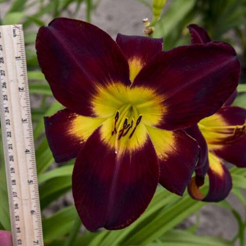 Hemerocallis Nosferatu, very dark burgundy flower with yellow throat and yellow flares