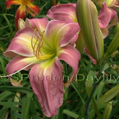 Hemerocallis Pink Super Spider, pink flower with yellow-green throat