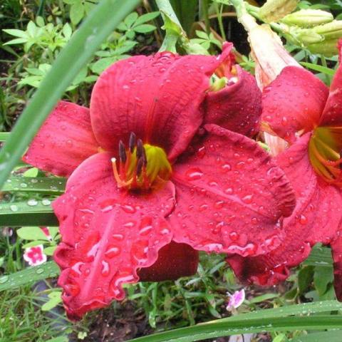 Hemerocallis Regal Air, crimson flower with recurved petals