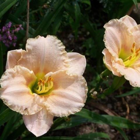 Hemerocallis Siloam Pink Petite, light peach ruffled flower, yellow throat