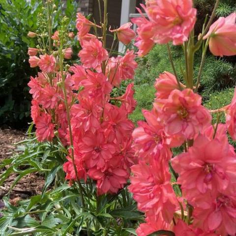 Delphinium Red Lark, dark coral powder-puff flowers on upright stems