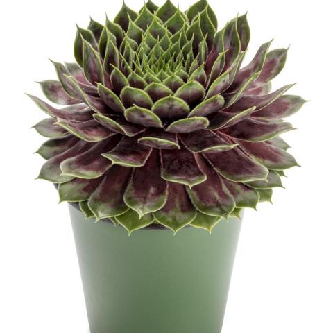 Sempervivum Supersemp Jade, dark pink to green densely arranged succulent rosette
