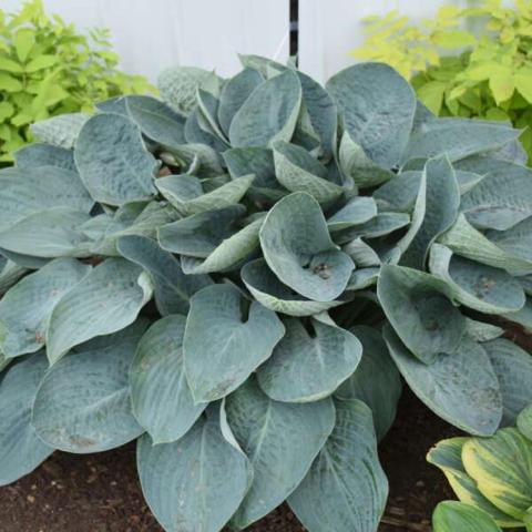 Hosta Above the Clouds, mounds of blue-green leaves