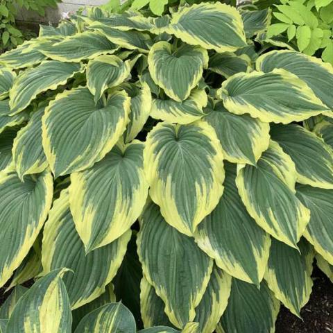 Hosta Drop Dead Gorgeous, mound of green leaves with yellow edges