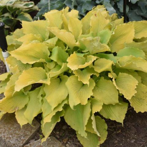 Hosta Echo the Sun, bright yellow leaves, horizontally oriented