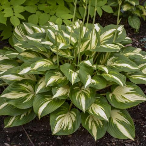 Hosta Miss America, green leaves with white centers