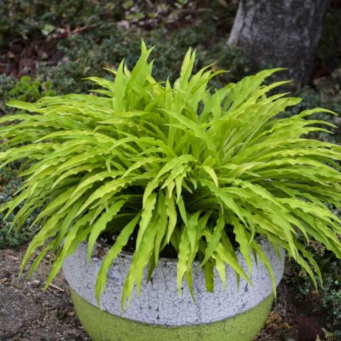 Hosta Party Streamers, very narrow wiggly pointed yellow-green leaves