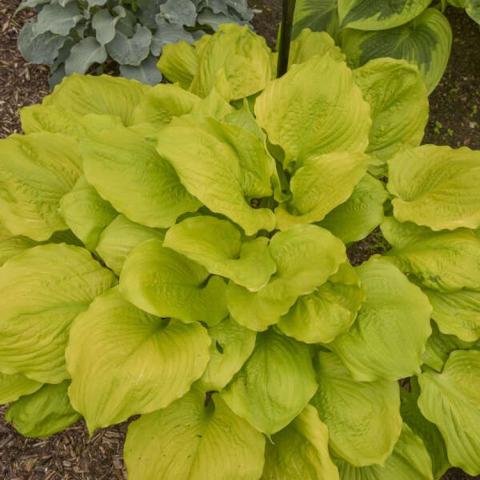 Hosta Seasons in the Sun, mound of bright yellow-green leaves