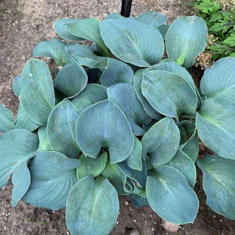 Hosta Silver Bullet, many short blue green leaves