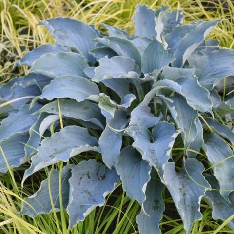 Hosta Tears in Heaven, mound of very blue pointed leaves