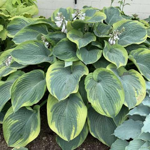 Hosta Terms of Endearment, rounded green leaves with yellow-green edges