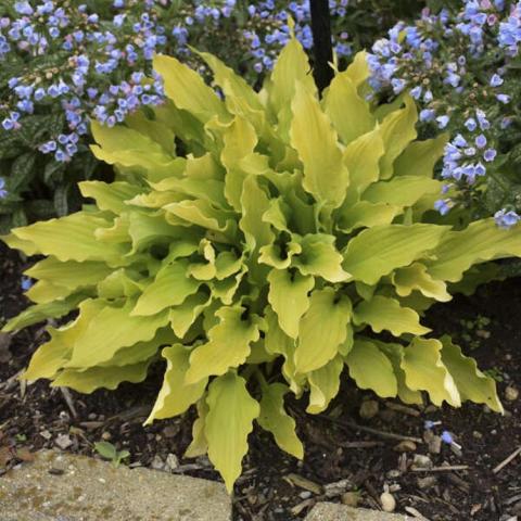 Hosta Time in a Bottle, small mound of yellow pointed leaves, wavy edges