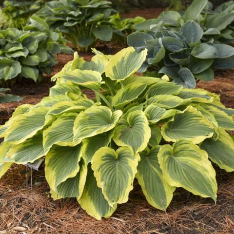 Hosta Trendsetter, mound of heart-shaped green leaves with yellow edges