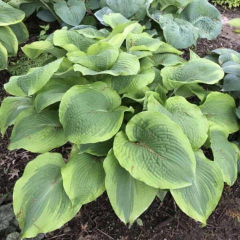 Hosta Twin Cities, rounded green leaves with yellow-green edges