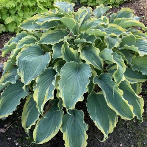 Hosta Voices in the Wind, wedge-shaped green leaves, yellow wavy edge 