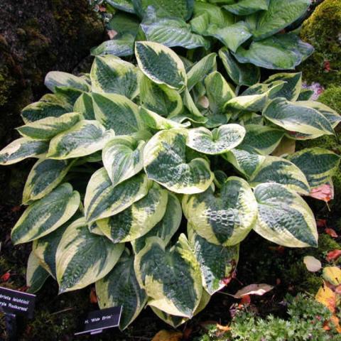 Hosta Wide Brim, mound of wide leaves, green with cream edges