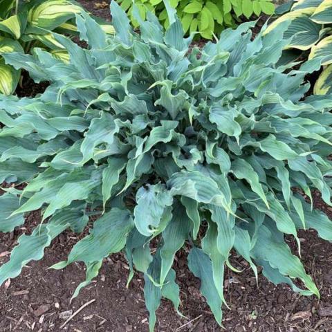 Hosta Wild Imagination, mound of blue sharp pointed leaves, wavy edges