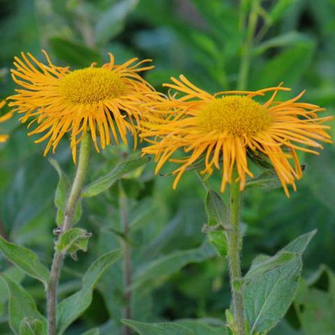 Inula orientalist Grandiflora, gold daisies with floppy petals