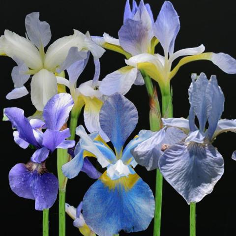 Iris sibirica New Hybrids, flowers with petals upright and downward in blue, purple, and white