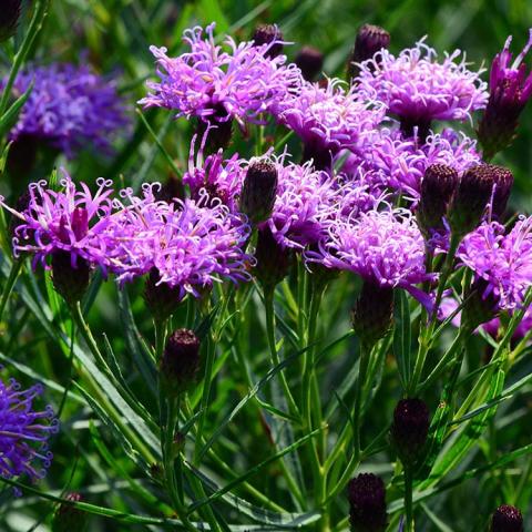 Vernonia Summer's Surrender, bright violet fuzzy flower heads with bee