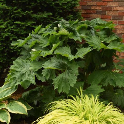 Ligularia Tractor Seat, upright cluster of large green jagged leaves