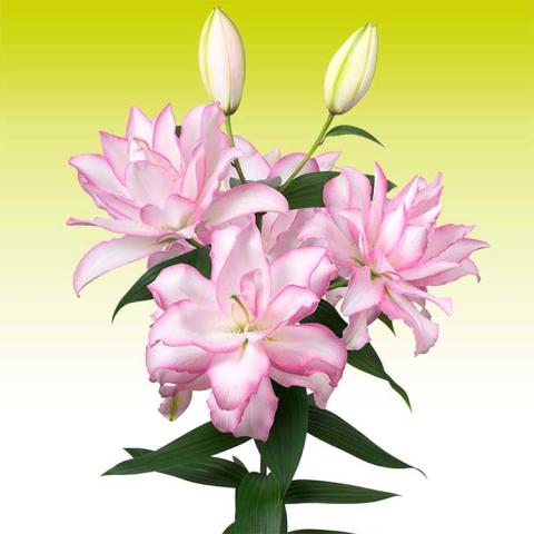 Lilium Anouska, very light pink double flowers