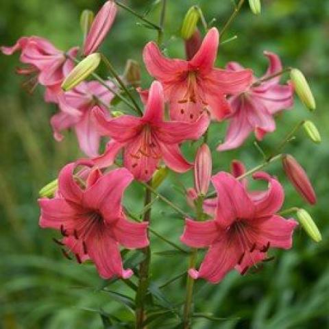 Lilium Pink Flight, down-facing dark pink recurved flowers