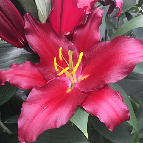 Lilium Avenger, shiny dark pink petals, yellow stamens