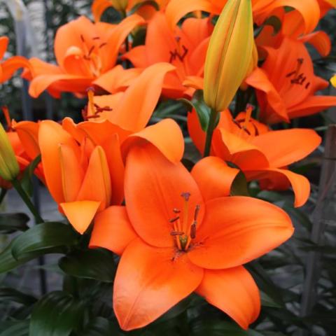 Lilium Bazin, bright orange shiny petals