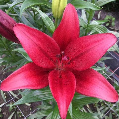 Lilium Black Beard, dark pink to almost red shiny petals