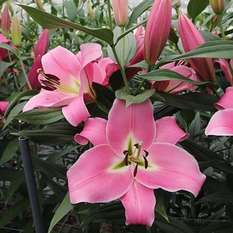 Lilium Corinthe, pink petals with a white throat and dark stamens