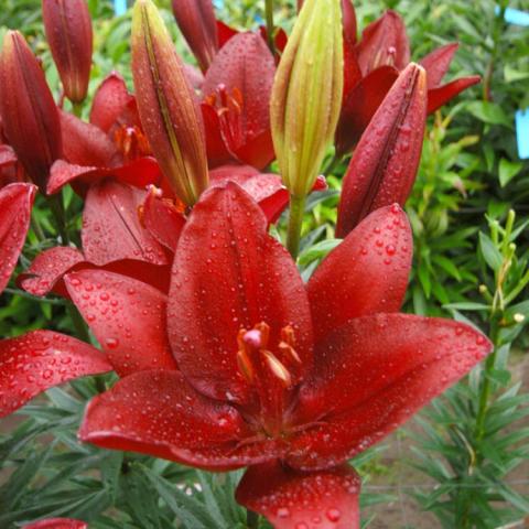 Lilium Forza Red, shiny red up-facing flower