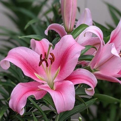 Lilium Frontera, light pink flowers with deeper pink in the petal centers