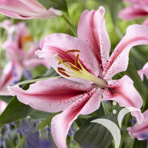 Lilium Jaybird, pale pink and lavender flowers with red flares