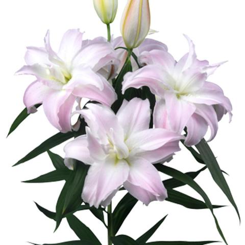 Lilium Johanna, very light pink to white double with light green throat