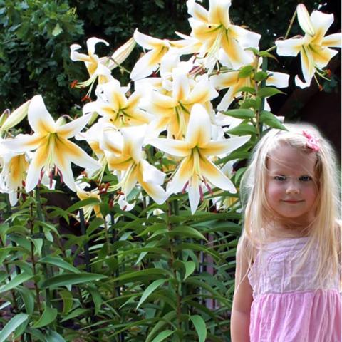 Lilium Mister Pistache, child standing below huge white trumpet flowers with yellow centers
