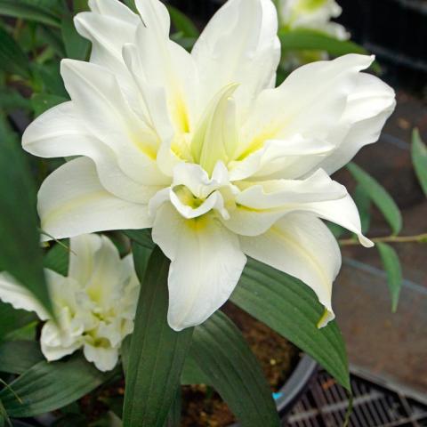 Lilium My Wedding, very double white flower with greenish cast near the center
