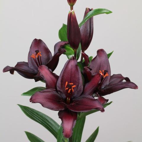 Lilium Secret Kiss, almost black petals with plum-red overtones