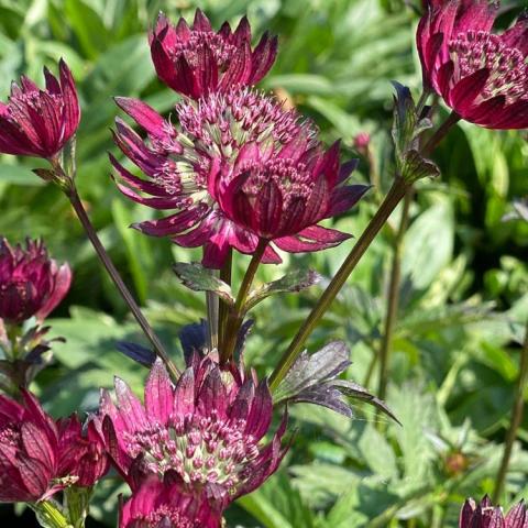 Astrantia Burgundy Manor, maroon flower and black bracts, intricate 