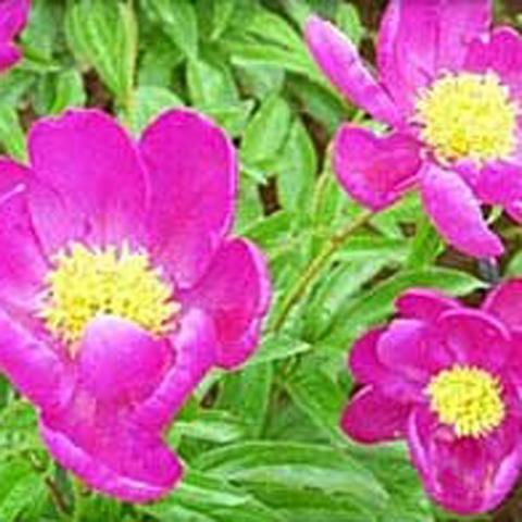 Paeonia Adrienne, single bright magenta flowers with yellow centers