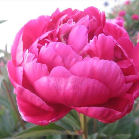 Paeonia Benjamin Franklin, dark magenta cupped double flower