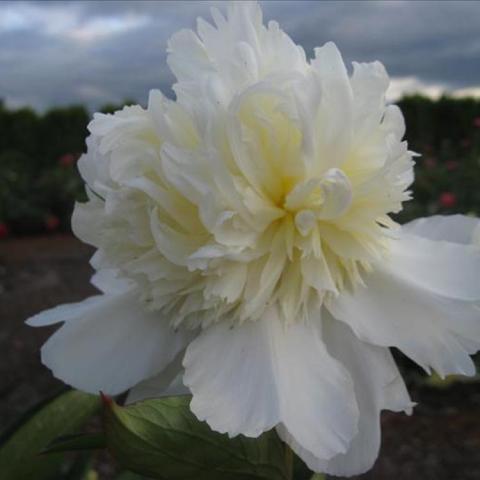 Paeonia Charlie's White, double white flower with loose outer petals